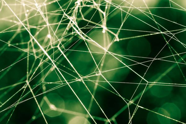 Spinnennetz als Synonym für was ist crawling